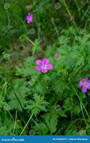 Attēlu rezultāti vaicājumam “Geranium palustre”