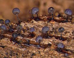 Attēlu rezultāti vaicājumam “Lamproderma debile sessile”