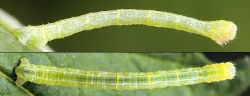 Attēlu rezultāti vaicājumam “Eulithis mellinata”