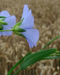 Attēlu rezultāti vaicājumam “Linum catharticum fruit”