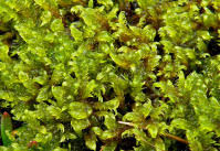 Attēlu rezultāti vaicājumam “Warnstorfia fluitans”