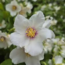 Attēlu rezultāti vaicājumam “Philadelphus lemoinei flower”