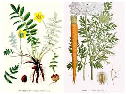 Image result for Potentilla anserina