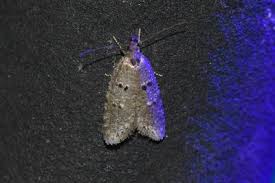 Attēlu rezultāti vaicājumam “Luquetia lobella”