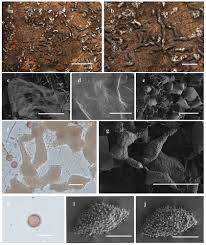 Attēlu rezultāti vaicājumam “Physarum bryomacrocarpum spores”