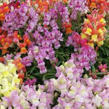 Image result for Mesembryanthemum criniflorum