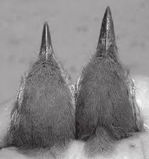 Image result for Hippolais pallida