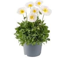Image result for Papaver nudicaule