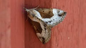 Attēlu rezultāti vaicājumam “Hypena crassalis”