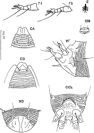 Attēlu rezultāti vaicājumam “Belbodamaeus sp.”