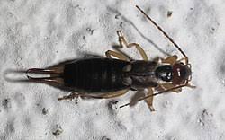 Attēlu rezultāti vaicājumam “Forficula auricularia male”