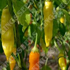 Afbeeldingsresultaat voor thai yellow hot pepper