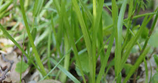 Attēlu rezultāti vaicājumam “Poa remota”