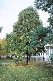 Attēlu rezultāti vaicājumam “Tilia”