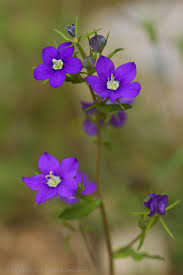 Image result for Legousia speculum-veneris