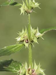 Attēlu rezultāti vaicājumam “Lamiastrum galeobdolon leaf”