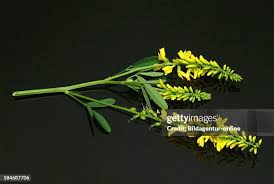 Attēlu rezultāti vaicājumam “Melilotus officinalis leaf”