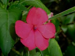 Attēlu rezultāti vaicājumam “Balsaminaceae”
