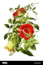 Image result for Glockenrebe