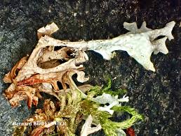 Attēlu rezultāti vaicājumam “Cetraria islandica”