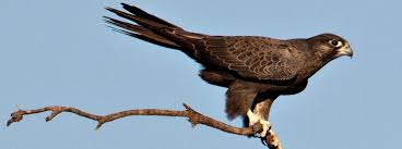 Image result for Falcons Black