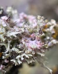 Attēlu rezultāti vaicājumam “Physcia adscendens”