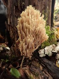 Attēlu rezultāti vaicājumam “Ramaria stricta”