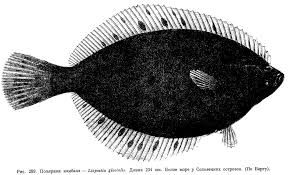 Image result for Liopsetta glacialis