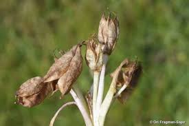 Attēlu rezultāti vaicājumam “Colchicum szovitsii subsp. szovitsii flower”