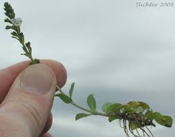Attēlu rezultāti vaicājumam “Veronica serpyllifolia leaf”