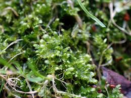 Attēlu rezultāti vaicājumam “Breidleria pratensis”