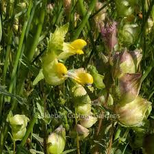 Attēlu rezultāti vaicājumam “Rhinanthus serotinus flower”