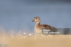 Attēlu rezultāti vaicājumam “Anas platyrhynchos juvenile”