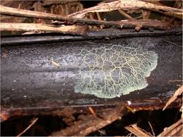 Attēlu rezultāti vaicājumam “Craterium minutum stalked”