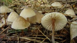 Attēlu rezultāti vaicājumam “Mycena zephirus”