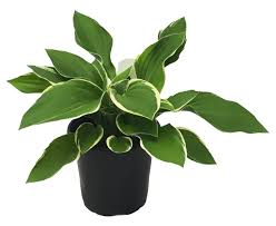 Attēlu rezultāti vaicājumam “Hosta sp.”