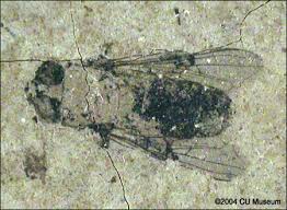 Attēlu rezultāti vaicājumam “Sericomyia sp.”