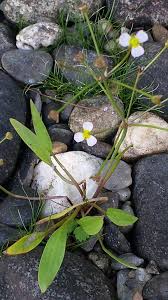 Attēlu rezultāti vaicājumam “Alisma gramineum flower”