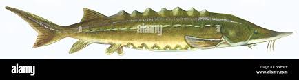 Image result for Acipenser medirostris