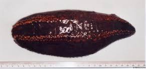 Image result for Cucumaria frondosa