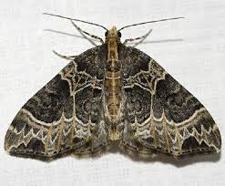 Attēlu rezultāti vaicājumam “Ecliptopera silaceata”