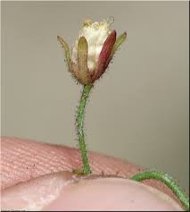 Attēlu rezultāti vaicājumam “Microrrhinum minus flower”