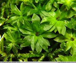 Attēlu rezultāti vaicājumam “Rhodobryum roseum”