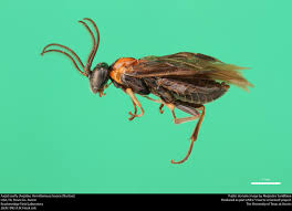 Attēlu rezultāti vaicājumam “Argidae”