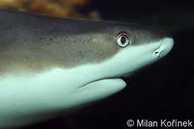 Image result for Carcharhinus melanopterus