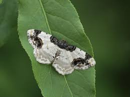 Attēlu rezultāti vaicājumam “Ligdia adustata”