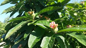 Attēlu rezultāti vaicājumam “Mespilus germanica leaf”