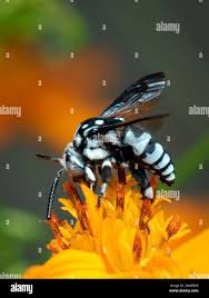 Attēlu rezultāti vaicājumam “Lamprotettix nitidulus”