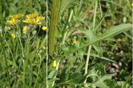 Attēlu rezultāti vaicājumam “Crepis biennis leaf”