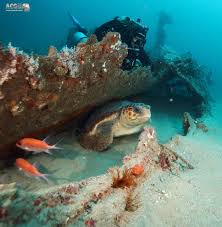 Image result for Splash Divers Sub Sub Aqua Club